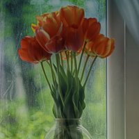 Тюльпаны :: Sergii VIdov
