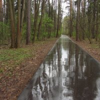 Дождь прошел. Дорога домой :: Андрей Лукьянов