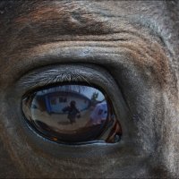 Глаз лошади. :: Anna Gornostayeva