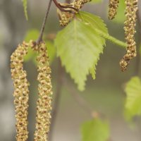 Береза :: Мария Куцаева