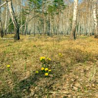 Весна :: Kassen Kussulbaev