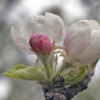 Первенец :: Валерий Басыров