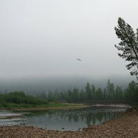 Таёжный туман :: Владимир Собардахов