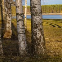 Кот в интерьере. :: Алексей Сараев