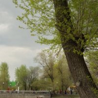 Голицынский пруд, в парке Горького :: Георгий Калиберда