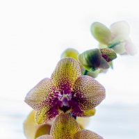 Орхидея в контровом свете_3 :: Дмитрий Перов