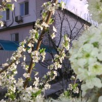 Весна :: Manas ZHienkaliev