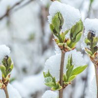 Зима украшает город ко дню победы :: Людмила Мозер