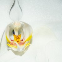 Орхидея :: Евгения Кулешова