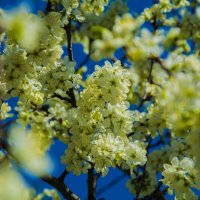 Цветущая весна! :: Павел Данилевский