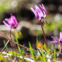 Кандык сибирский (Erythronium sibiricum) :: Денис Соломахин