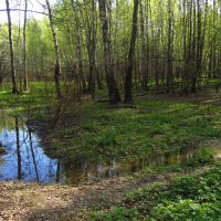 В Лосином острове - ласковый май :: Андрей Лукьянов