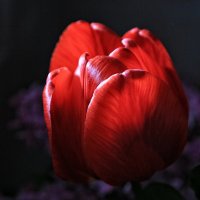 tulip 1 :: Виктор Масальский