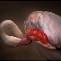 Фламинго...грациозная птица! :: Александр Вивчарик