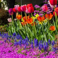 Colors of the Spring :: Vadim Raskin