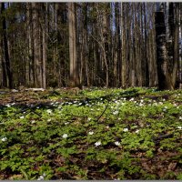 Уральская весна. :: Любовь Чунарёва