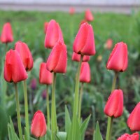 tulip :: sachin gill 