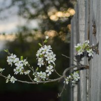 веточка :: Николай Лапин