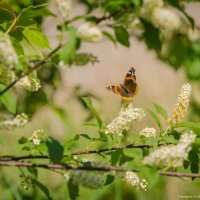 Летающий цветок. :: Тамара Листопад