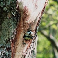 Не мешай: видишь, я дом себе тут строю ! :: Николай Дони