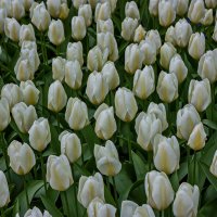 Tulips in Holland 04-2015 (11) :: Arturs Ancans