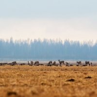 Гусь и касульки :: Kaspars Stūrītis