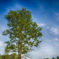 nature :: Александра Булыгина