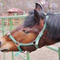 2249 :: Аркадий Лаптенко