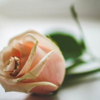 Rose and wedding ring :: Яна Рудницкая