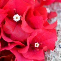 Red flowers and white stone. :: Valentina Severinova