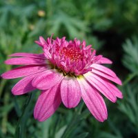 Argyranthemum / Аргирантема :: laana laadas