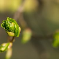 Чудо :: Эдуард Монахов