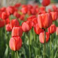 Мамины тюльпаны :: Андрей Куприянов