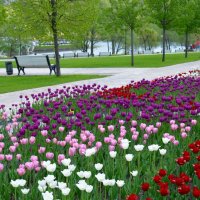 Весна в парке. :: Ольга 