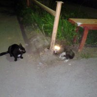 Ночные коты :: Сергей Коновалов