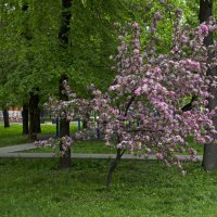 Сакура в парке :: Анатолий Цыганок