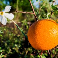 Апельсин на дереве. :: Сергей Черепанов