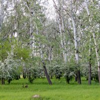 Буйство цветения. :: Валентина Домашкина