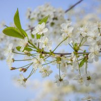 Вишневая дымка :: Марина Назарова