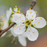 Весенний цвет :: Антон Царьков