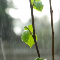 la primavera lluvia :: Светлана Ш
