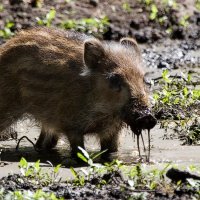 Эх! Хорошо! :: Марина Грушина