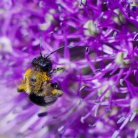 Bee :: Антон Царьков
