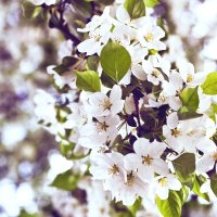 Яблони цветут :: Наташа Барова