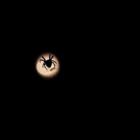 spider :: Сергей Мартыновский
