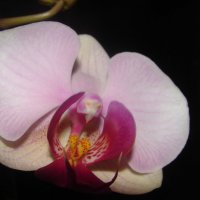 Орхидея :: Алла )