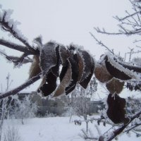 Зима :: Ольга Чиженькова