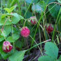 strawberry fields forever... :: Александр Герасенков