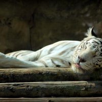 Задремал.(Бенгальский тигр (белая вариация)) :: Евгеша Сафронова