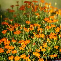 Стайка цветочков в солнечных лучах. :: Анна Тихомирова